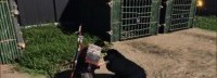《对马岛》多人模式可以撸狗 并将其招募为伙伴