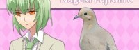 Steam奇葩游戏《鸽子男友》史低价 跟帅鸽谈恋爱