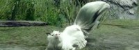 《MHR》猎具生物烟雪鼬展示 释放费洛蒙引诱怪物
