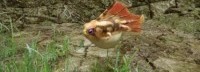 《怪物猎人：崛起》新环境生物演示 诱敌红飞蛙
