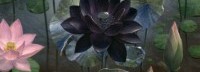 万智牌“第一版黑莲花”或再售高价：31.5万美元