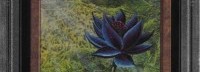 万智牌“第一版黑莲花”拍出天价 51万美元破纪录