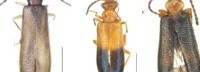 昆虫学家用宝可梦的名字命名了三种新甲虫