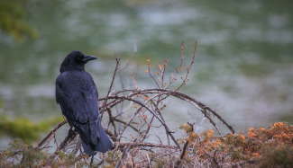 《夜鸦》网络波动问题解决,鲜牛加速器提升游戏流畅度
